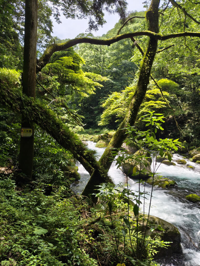 Naar Yanagawa, de camper inleveren